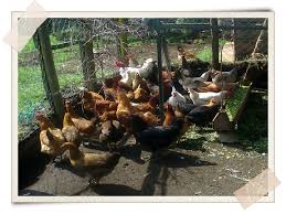 You can marinate the chicken in a bit of olive oil and vinegar, or throw in any blend of spices that strikes your fancy. Investing In Indigenous Chicken For Sustainable Livelihoods A Growing Culture