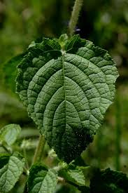 Image result for Hyptis