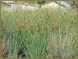 Image result for Juncus