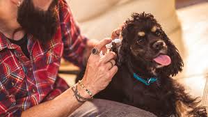 Certified professional dog vets are ready to answer your veterinary questions. How To Clean A Dog S Ears A Handy Guide Purina
