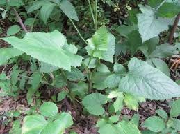 Image result for Lactuca ugandensis