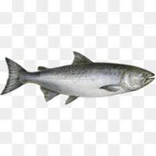 King Salmon Png Chinook King Salmon King Salmon Airport King Salmon Bible King Salmon Alaska Wild King Salmon King Salmon Alaska Town King Salmon Jumping Outline King Salmon Art King Salmon Silhouette King Salmon Colors King Salmon Information King Also salmon jumping png available at png transparent variant. chinook king salmon king salmon airport