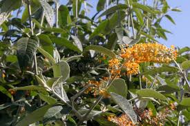 Image result for Buddleja madagascariensis