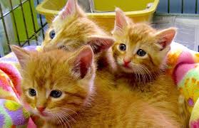 Help pets find the loving homes they deserve. How Your Donations May Actually Be Hurting Animal Shelters