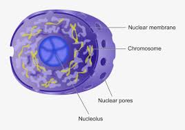 Royalty Free Library Cells Drawing Amusement Park Cell Nucleus Transparent Png 800x558 Free Download On Nicepng From wikimedia commons, the free media repository. royalty free library cells drawing