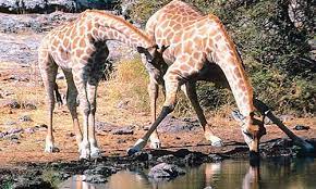 Nov 11, 2012 · regardless, they can go weeks without drinking water, longer than even camels, which is just as well because they have to bend a long way down to get a drink and water holes can be dangerous places in the wild. Giraffe Facts Sounds Diet Habitat Information