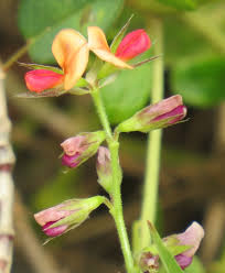 Image result for Alysicarpus zeyheri