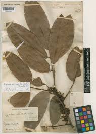 Image result for Agelaea