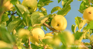Check spelling or type a new query. Manfaat Daun Pohon Apel Yang Jarang Diketahui Ciriciripohon Com