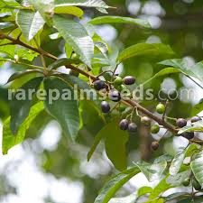 Image result for Vitex payos