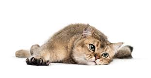 There are some that we treat with combinations of maybe surgery and then radiation or chemo, and cats can live one, two, three years, or even longer, depending on the cancer. tell us: Top Four Cat Cancers Vetsavers Pet Hospital