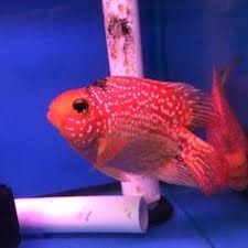 These fish keep trying to breed, no matter. 14 Fish Parrot Fish Ideas Parrot Fish Fish Parrot