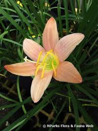 Image result for Zephyranthes minuta