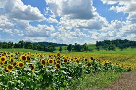 Hours, address, fields of flowers reviews: Hf5nw3kkj0io M