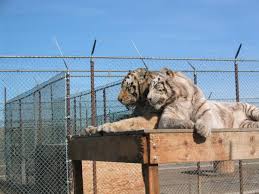 Maybe you would like to learn more about one of these? The Tigers