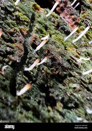 Image result for Multiclavula mucida