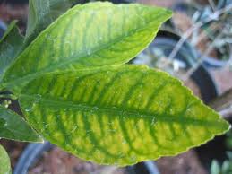 Image result for iron deficiency in trees