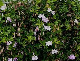 Image result for Bignonia callistegioides