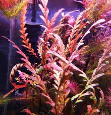 Image result for Hygrophila pobeguinii
