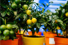 Lemon trees generally produce their first crop of roughly 38 pounds of fruit around 3 years of age. How To Grow And Care For Lemon Tree Bonsai Successfully Florgeous