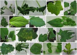 Any other couses for this.malnourishment ,over or under watering , mites or something else ?? Host Reaction Of Watermelon Mosaic Virus Isolates Infecting Melon From Different Geographical Origins In Xinjiang Of China Sciencedirect