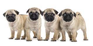We did not find results for: 1 Pug Puppies For Sale In Portland Or Uptown Puppies