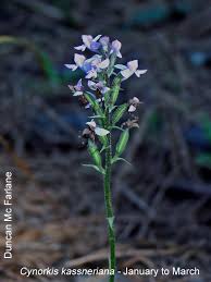 Image result for Cynorkis kassneriana