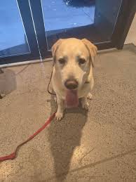 Lost dog found in Akbel, Turkey, needs reunion with owner