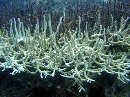 Dead coral reef phone wallpaper. Losing Our Coral Reefs