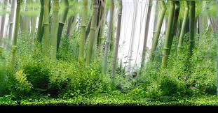 Pin By Heather P On Garden Aquascape Aquascape Plants In Jars Cool Fish Tanks