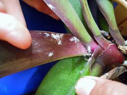 Image result for puklice na orchideích obrázek