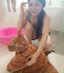 View property photos & details, learn more about the neighborhood, and find your next home at trulia. Pet Grooming In Bangkok With Best Prices On Petbacker