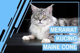 Hal inilah yang membuat para catlovers memilih membeli makanan kemasan yang mudah dan praktis. Cara Membuat Makanan Kucing Maine Coon