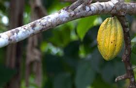 Get latest info on fruit tree, suppliers, manufacturers, wholesalers, traders, wholesale suppliers with fruit tree prices for buying. Petang Ubud Road In Ubud 1 Reviews And 5 Photos