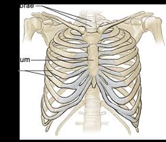 They're some of the most complex and frequently used. Upper Torso Running Anatomy Sports Anatomy