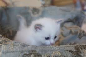 Black And White Ragdoll Cat For Sale Grand Champion Ragdoll Kittens For Sale Riterags Ragdolls Ragdoll Kitten Ragdoll Cats For Sale Kittens