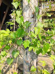 Image result for Tinospora