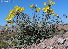 Image result for Secamone brevipes