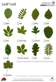 leaf chart nature hunt forest school activities tree