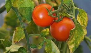 These diseases often strike together and quicken once fruit sets. Why Do Tomato Leaves Turn Yellow Thumbgarden Com
