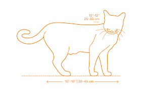 Taking proper care of your cat will ensure that it reaches its full potential in terms of size, social maturity some cat breeds need automatic feeders and special portions on a more frequent basis. Domestic Cats Dimensions Drawings Dimensions Com