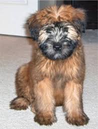 Soft Coated Wheaten Terrier Soft Coated Wheaten Terriers Breed Wheaten Terrier Puppy Soft Coated Wheaten Terrier Wheaten Terrier