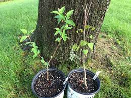 It is fast growing and soon develops into a lovely specimen that will thrill you every spring with its stunning display of bright pink flowers carried on the bare branches. Proud Owner Of Baby Bare Root Tree Seedlings Cornelian Cherry And Redbud