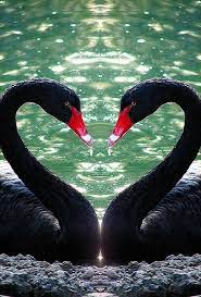 mirrored beautiful birds birds pet birds