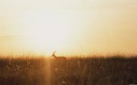 Ini adalah latar belakang merah muda untuk powerpoint dengan bunga latar belakang untuk powerpoint template. Rumput Kijang Mengantuk Sunset Gambar Latar Belakang Estetika Powerpoint Template Free Download