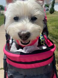 RIP my Bella Boo 4/5/2010-5/8/2024 : r/westies