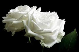 Twee Witte Rozen Op Een Zwarte Achtergrond Van Arjen Schippers Op Canvas Behang En Meer Witte Rozen Zwarte Achtergronden Witte Roos