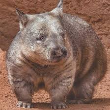 Northern Hairy Nosed Wombat Australia Animals Animals Weird Animals