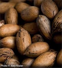 Pecan Tree On The Tree Guide At Arborday Org