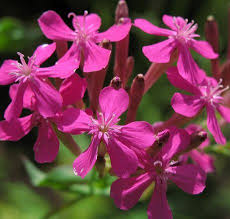 Image result for Silene